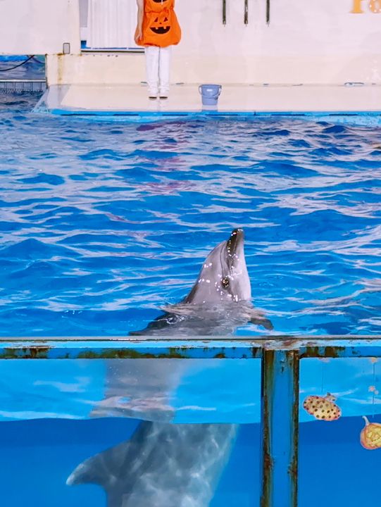 🐧【登別尼克斯海洋公園】親子必去!企鵝巡遊+沙丁魚風暴+童話城堡水族館 🐧【登別尼克斯海洋公園】親子必去!企鵝巡遊+沙丁魚風暴+童話城堡水族館