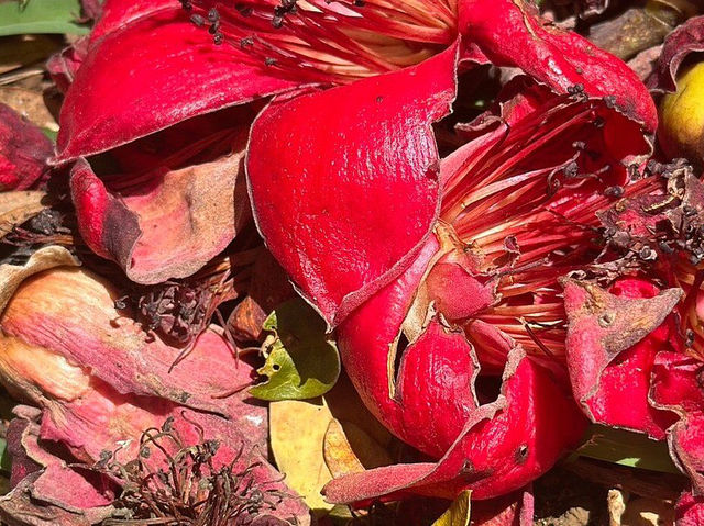SSR Botanic Garden - Mauritius 