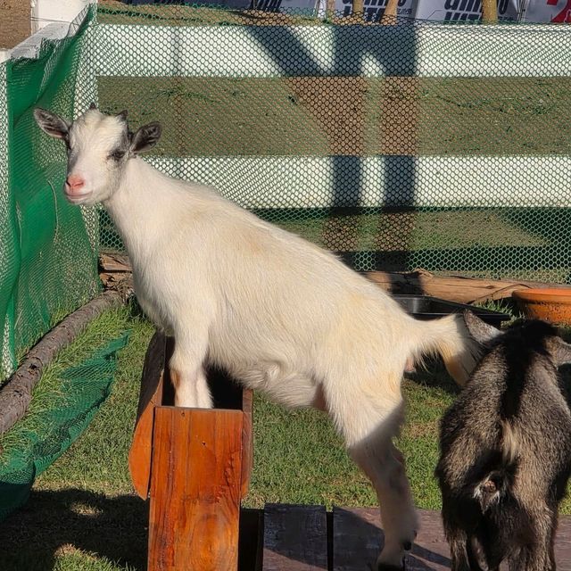 มาเที่ยวเชียงใหม่ แวะไปหาน้องแพะแคระกันค่ะ 🐐🏡🌳