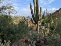 Desert Botanical Garden