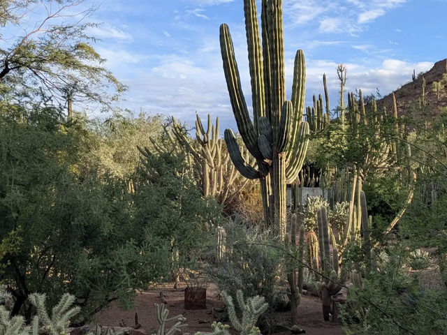 Desert Botanical Garden