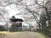 【福井・花筐公園🌸】春は桜の名所！紅葉も美しい越前市の癒しスポット