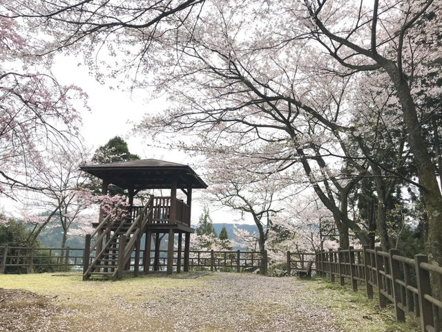 【福井・花筐公園🌸】春は桜の名所！紅葉も美しい越前市の癒しスポット