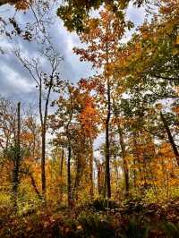 ๐ฒ๐ง๏ธ Pacific Spirit Regional Park โ Vancouverโs Emerald Escape