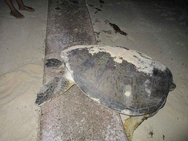 Onok Island - Paradise of sea turtle