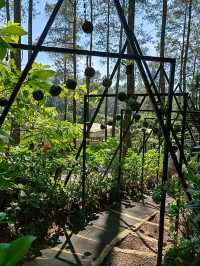 A Forest Sanctuary at Orchid Forest Cikole