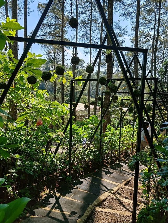 A Forest Sanctuary at Orchid Forest Cikole A Forest Sanctuary at Orchid Forest Cikole