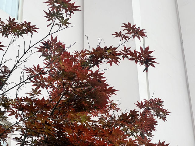 Where tradition meets tomorrow. 🌃 #Shanghai