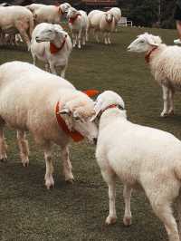 Chiang Mai 5 Days Itinerary