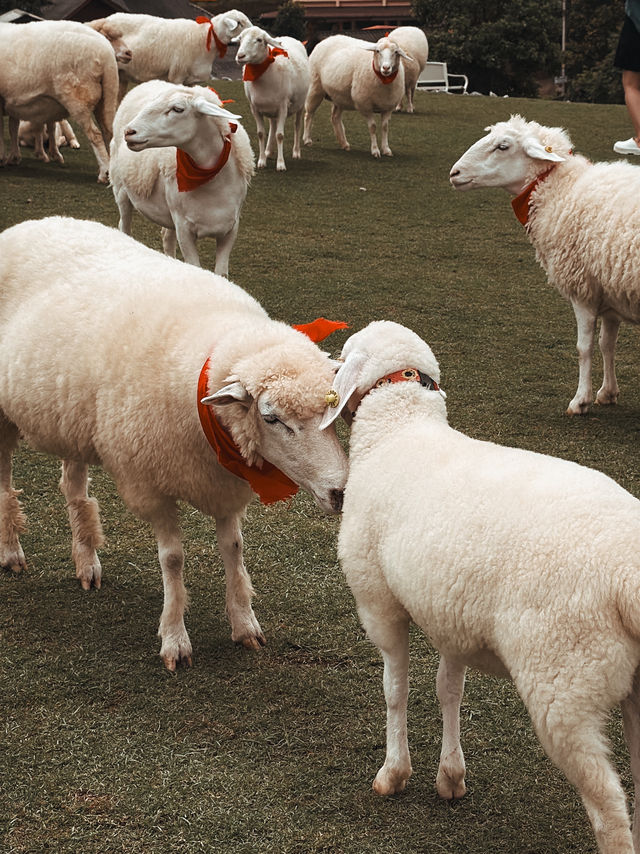 Chiang Mai 5 Days Itinerary