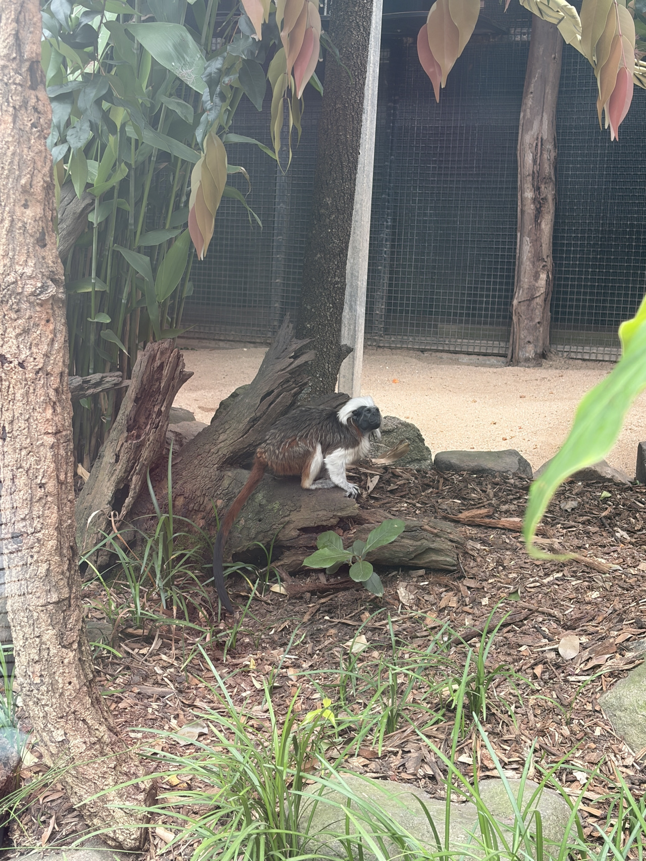 Attractions to visit in Mogo Wildlife Park
