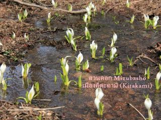 Unseen Kitakami: Discovering the beauty of nature as the snow melts