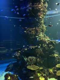 Singapore Oceanarium: Dive Into an Underwater Wonderland 🦈✨