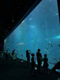 Singapore Oceanarium: Dive Into an Underwater Wonderland 🦈✨