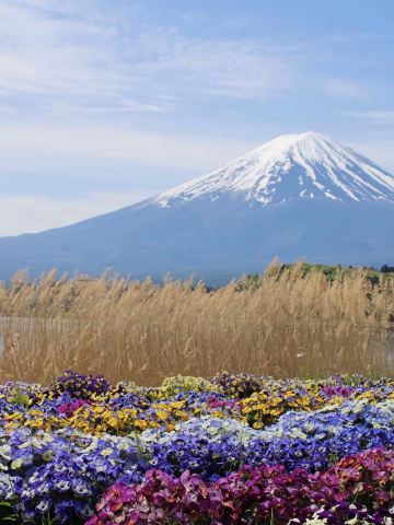 河口湖で最も美しい富士山ビューポイント、大石公園。 | Trip.com 富士