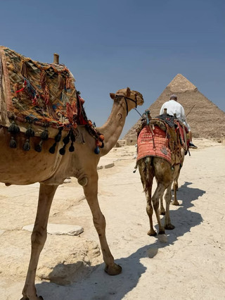 The Giza Reality Check: How I Survived My Cairo Travel Mistakes and Camel Mishap