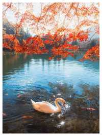 Japan In Autumn Is A Different Kind Of Magic 🍁🇯🇵
