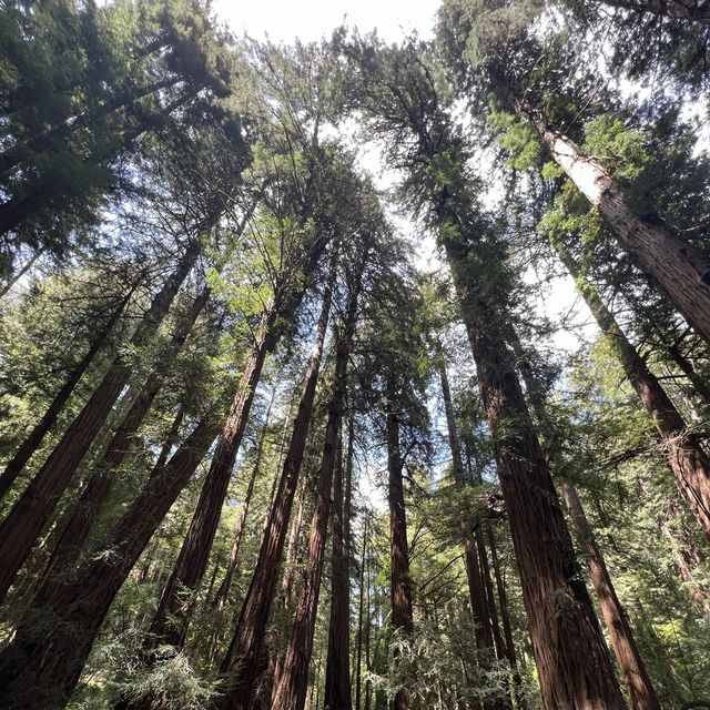 Trip to Muir Woods