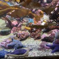 值得一去的溫哥華水族館