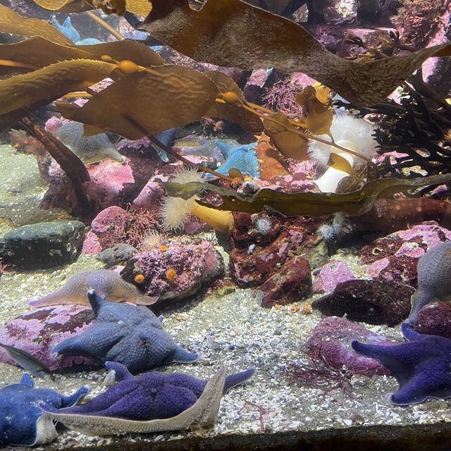 值得一去的溫哥華水族館