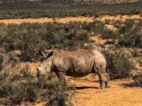 南非-開普敦🇿🇦大遷徙以外看非洲動物的好地方