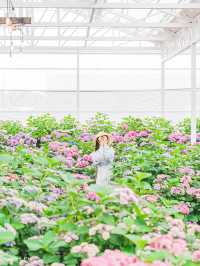 🪻여름 계절의 아름다운 수국밭 [휴애리 자연생활공원]🌿