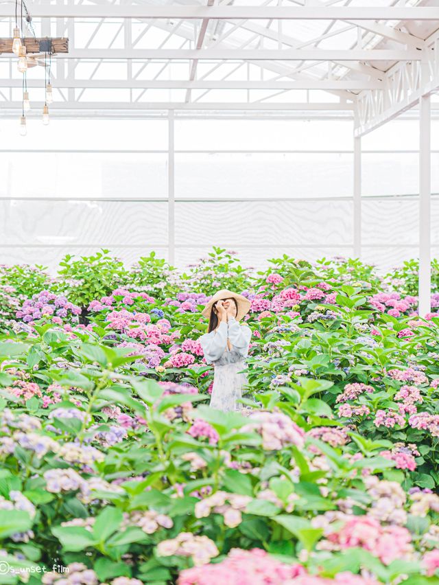 🪻여름 계절의 아름다운 수국밭 [휴애리 자연생활공원]🌿