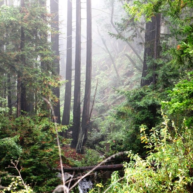 Big Sur Itinerary: Your Perfect 3-Day Escape 🌲🌊