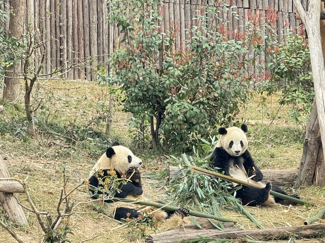 Chengdu Research Base of Giant Panda Breeding