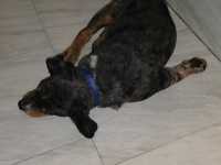 my dog loved this motel6