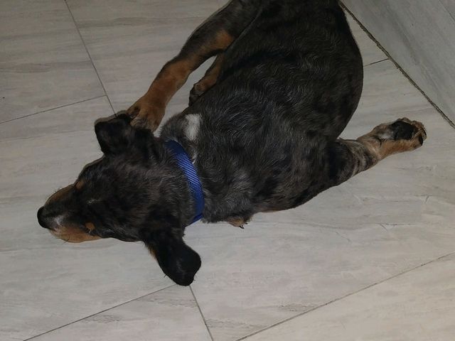 my dog loved this motel6