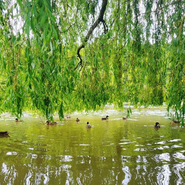 🦢探索曼城自然生態美🦆