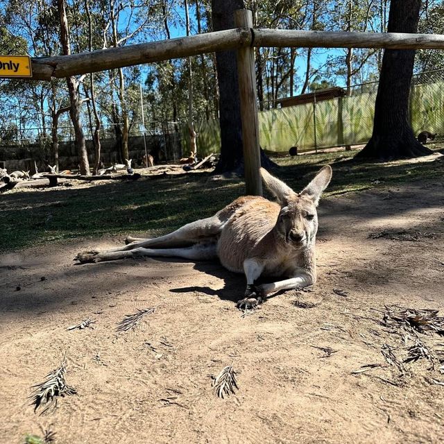 Must Visit: Lone Pine Koala Sanctuary 🇦🇺