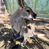 Must Visit: Lone Pine Koala Sanctuary 🇦🇺