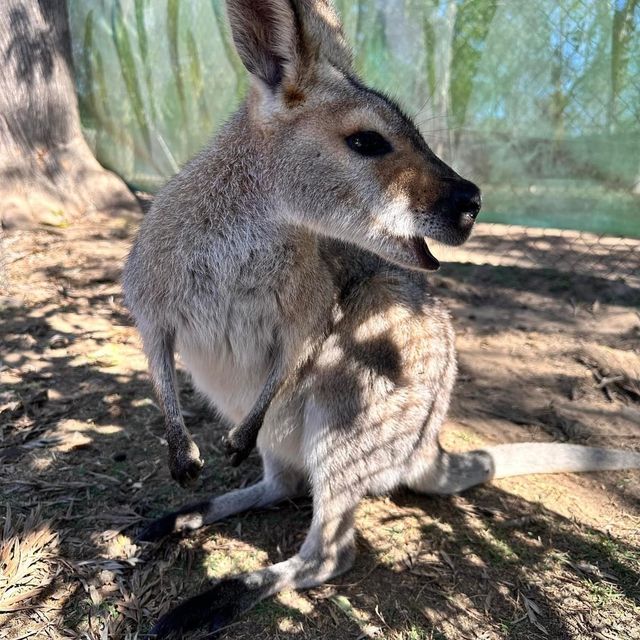 Must Visit: Lone Pine Koala Sanctuary 🇦🇺