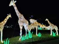 Night show at Cologne Zoological Garden 🇩🇪