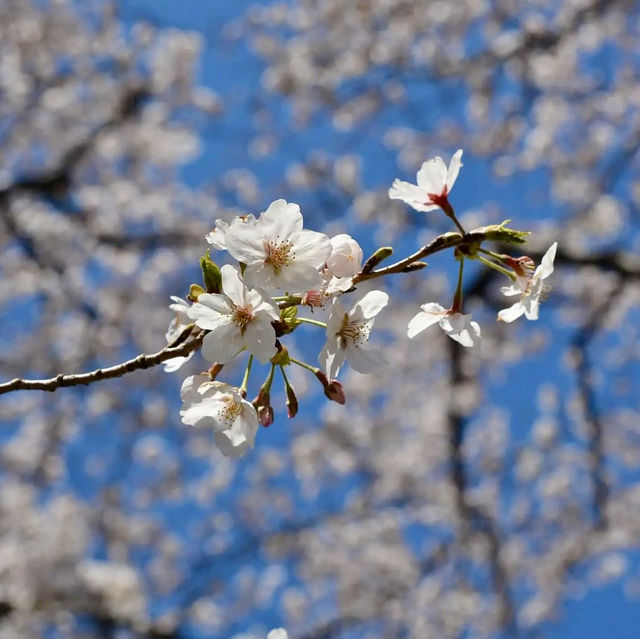 🌸Timing Japan's Cherry Blossom Spectacle🌸