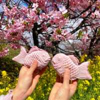 🌸河津賞櫻大道🌸超美賞櫻花熱點🌸