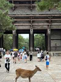NARA, JAPAN: MY UNFORGETTABLE DAY AMONG DEERS AND TEMPLES 