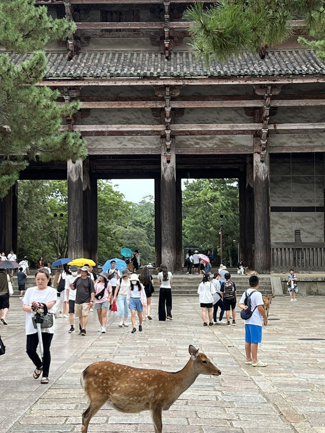 NARA, JAPAN: MY UNFORGETTABLE DAY AMONG DEERS AND TEMPLES 