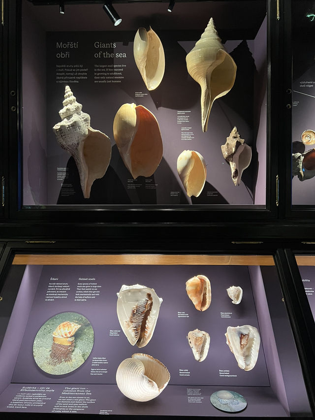 🇨🇿布拉格國家博物館 （Národní muzeum）