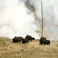 🟡 Yellowstone in a Day: Must-See Wonders of America’s First National Park