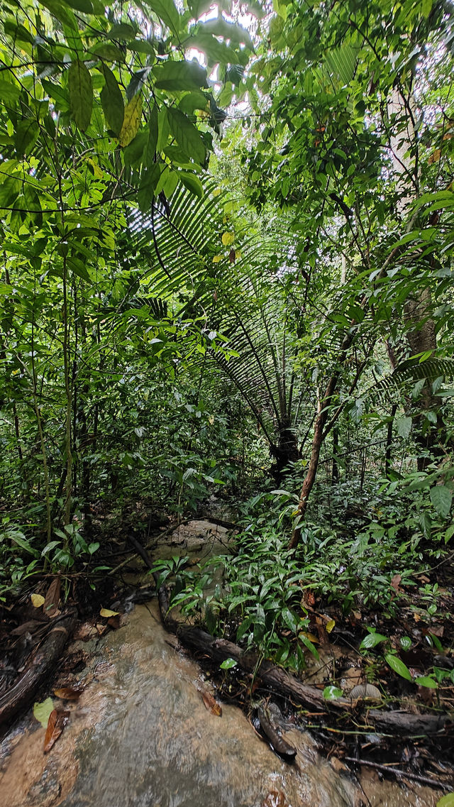 Jungle Trekking in Khao Sok – Guided or Solo? Here’s What You Need to Know 🥾🌴