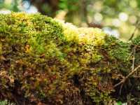 Step into a Fairytale: Exploring the Mossy Forest of Cameron Highlands