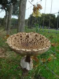 Autumn Walk in Bakkeveen – 10 km Nature Adventure🍄🍄‍🟫🍂✨