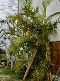 🇻🇳🌾 MISS HOI AN CAFE — секретный спот на рисовых полях