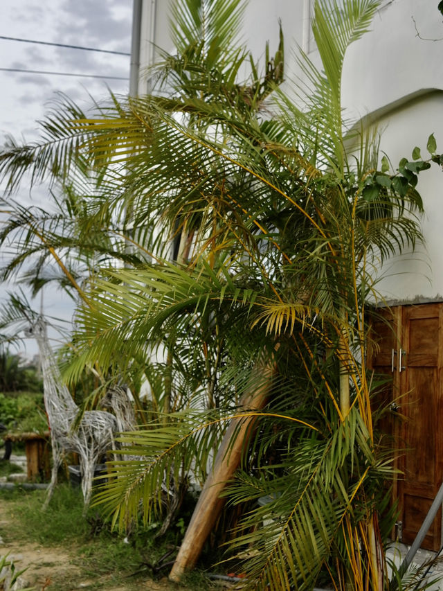 🇻🇳🌾 MISS HOI AN CAFE — секретный спот на рисовых полях 🇻🇳🌾 MISS HOI AN CAFE — секретный спот на рисовых полях