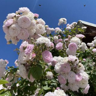 春のクロアチア、ザダル。