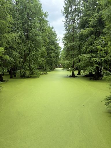 A Guide to the Matcha Lake (Qingshan Lake) in Hangzhou | Trip.com