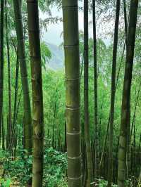 Bamboo Forest Hiking in Moganshan🎋🌿